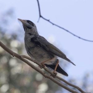 Manorina melanocephala at Barton, ACT - 24 Sep 2018 09:59 AM