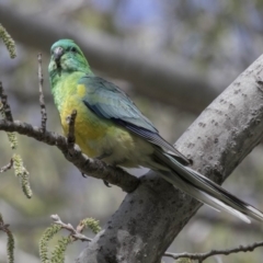 Psephotus haematonotus (Red-rumped Parrot) at Parkes, ACT - 24 Sep 2018 by AlisonMilton