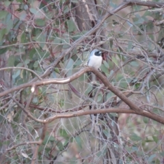 Artamus personatus (Masked Woodswallow) at Stromlo, ACT - 25 Sep 2018 by KumikoCallaway