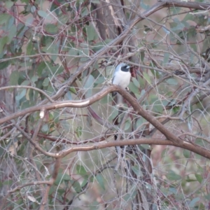 Artamus personatus at Stromlo, ACT - 25 Sep 2018