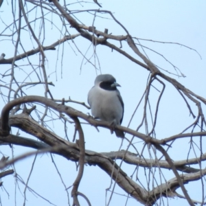 Artamus personatus at Stromlo, ACT - 25 Sep 2018