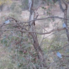 Artamus personatus at Stromlo, ACT - 25 Sep 2018