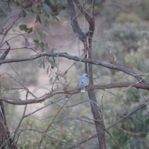 Artamus personatus at Stromlo, ACT - 25 Sep 2018