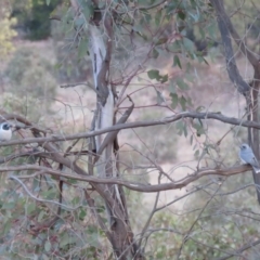 Artamus personatus at Stromlo, ACT - 25 Sep 2018