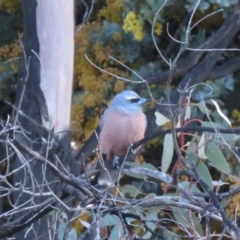 Artamus superciliosus (White-browed Woodswallow) at Stromlo, ACT - 25 Sep 2018 by KumikoCallaway