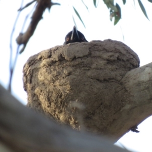 Corcorax melanorhamphos at Duffy, ACT - 25 Sep 2018 05:06 PM