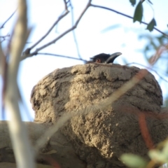 Corcorax melanorhamphos at Duffy, ACT - 25 Sep 2018 05:06 PM