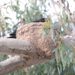 Corcorax melanorhamphos at Duffy, ACT - 25 Sep 2018 05:06 PM