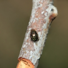 Alticini (tribe) at Hackett, ACT - 25 Sep 2018 01:23 PM