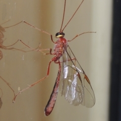 Enicospilus sp. (genus) (An ichneumon wasp) at Pollinator-friendly garden Conder - 12 Sep 2018 by michaelb