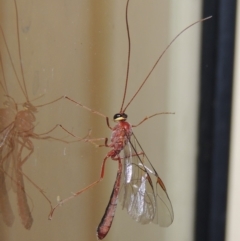 Enicospilus sp. (genus) at Conder, ACT - 13 Sep 2018