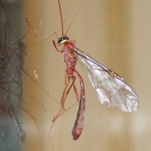 Enicospilus sp. (genus) at Conder, ACT - 13 Sep 2018 12:40 AM