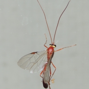 Enicospilus sp. (genus) at Conder, ACT - 13 Sep 2018 12:40 AM