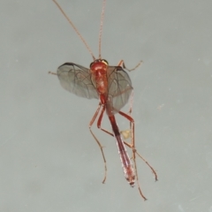 Enicospilus sp. (genus) at Conder, ACT - 13 Sep 2018