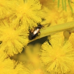 Sarothrocrepis civica (An arboreal 'ground' beetle) at Hackett, ACT - 25 Sep 2018 by TimL