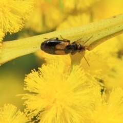 Sarothrocrepis civica at Hackett, ACT - 25 Sep 2018