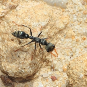 Myrmecia sp., pilosula-group at Acton, ACT - 25 Sep 2018 02:12 PM