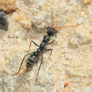 Myrmecia sp., pilosula-group at Acton, ACT - 25 Sep 2018 02:12 PM