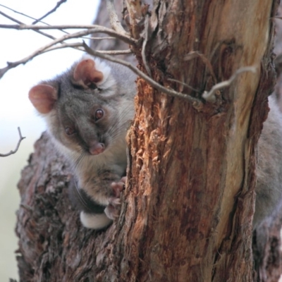 Pseudocheirus peregrinus (Common Ringtail Possum) at Hackett, ACT - 25 Sep 2018 by Tim L