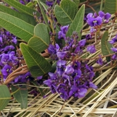 Hardenbergia violacea (False Sarsaparilla) at Lake Burley Griffin Central/East - 26 Sep 2018 by RodDeb