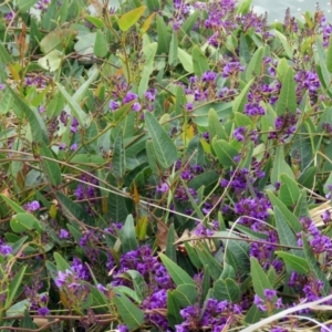 Hardenbergia violacea at Parkes, ACT - 26 Sep 2018 12:00 PM