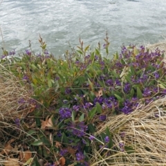 Hardenbergia violacea at Parkes, ACT - 26 Sep 2018