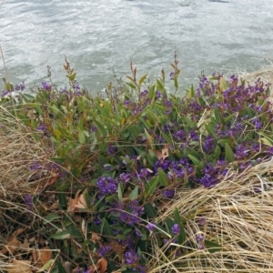 Hardenbergia violacea at Parkes, ACT - 26 Sep 2018