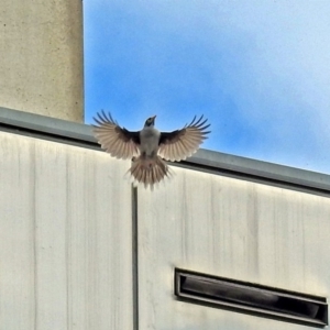 Manorina melanocephala at Parkes, ACT - 26 Sep 2018