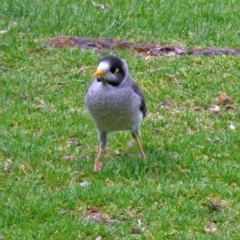 Manorina melanocephala at Parkes, ACT - 26 Sep 2018 12:36 PM