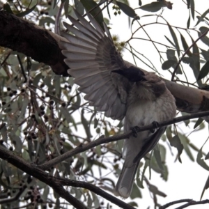 Philemon corniculatus at Parkes, ACT - 26 Sep 2018 12:16 PM