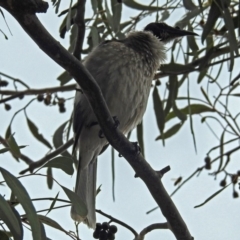 Philemon corniculatus at Parkes, ACT - 26 Sep 2018 12:16 PM