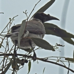 Philemon corniculatus at Parkes, ACT - 26 Sep 2018 12:16 PM