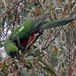 Alisterus scapularis at Parkes, ACT - 26 Sep 2018