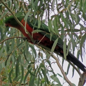 Alisterus scapularis at Parkes, ACT - 26 Sep 2018