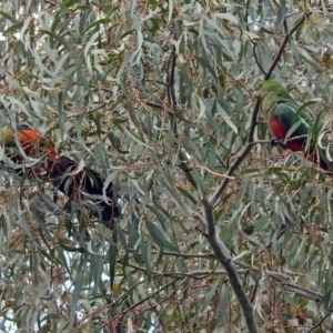 Alisterus scapularis at Parkes, ACT - 26 Sep 2018