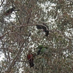 Alisterus scapularis at Parkes, ACT - 26 Sep 2018