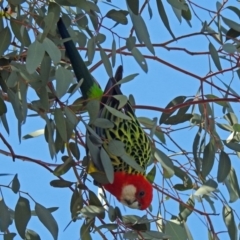 Platycercus eximius (Eastern Rosella) at Watson, ACT - 26 Sep 2018 by RodDeb