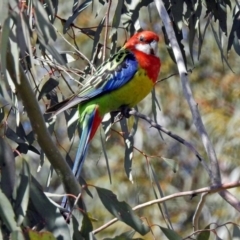 Platycercus eximius at Watson, ACT - 26 Sep 2018