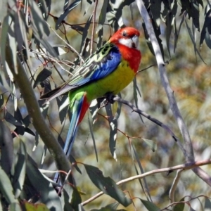 Platycercus eximius at Watson, ACT - 26 Sep 2018