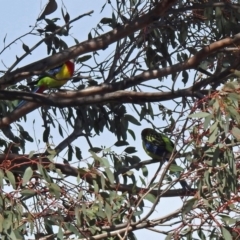 Platycercus eximius at Watson, ACT - 26 Sep 2018