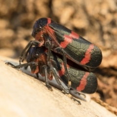 Eurymelops rubrovittata (Red-lined Leaf Hopper) at Michelago, NSW - 10 Sep 2018 by Illilanga