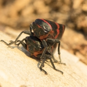 Eurymelops rubrovittata at Michelago, NSW - 10 Sep 2018