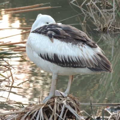 Pelecanus conspicillatus (Australian Pelican) at Point Hut Pond - 21 May 2015 by michaelb