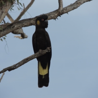 Zanda funerea (Yellow-tailed Black-Cockatoo) at Tharwa, ACT - 11 Jan 2014 by MichaelBedingfield