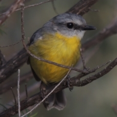 Eopsaltria australis (Eastern Yellow Robin) at Rendezvous Creek, ACT - 2 Feb 2015 by michaelb