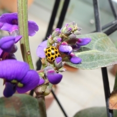 Harmonia conformis (Common Spotted Ladybird) at Reid, ACT - 26 Sep 2018 by JanetRussell