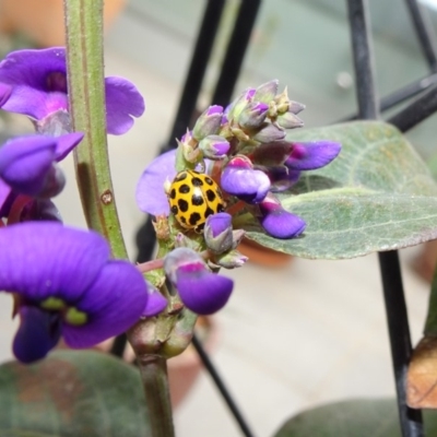 Harmonia conformis (Common Spotted Ladybird) at Reid, ACT - 26 Sep 2018 by JanetRussell