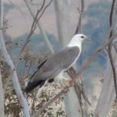 Haliaeetus leucogaster (White-bellied Sea-Eagle) at Paddys River, ACT - 22 Nov 2014 by MichaelBedingfield