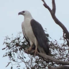 Haliaeetus leucogaster at Paddys River, ACT - 22 Nov 2014 07:47 PM