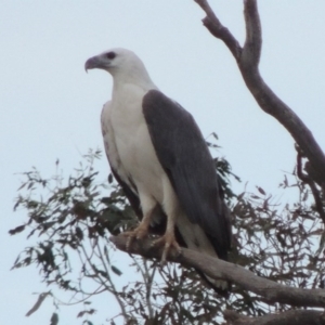 Haliaeetus leucogaster at Paddys River, ACT - 22 Nov 2014